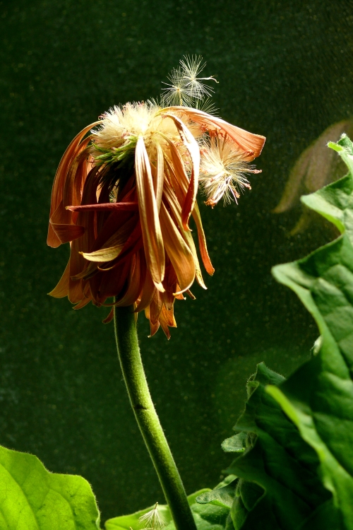 Tod einer Gerbera