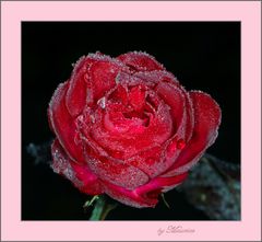 Tod einer Rose...