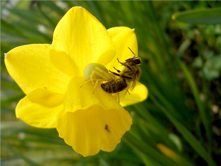 Tod in der Blüte