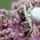 Tod in der Blüte