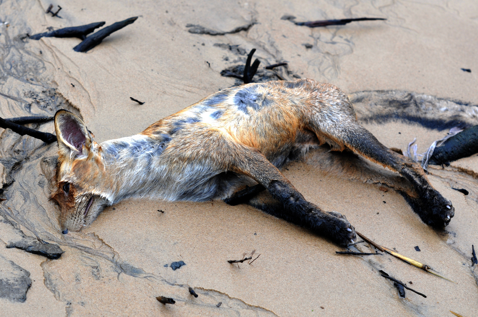 Tod in der Elbe