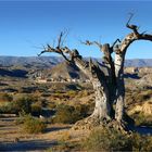 Tod in der Wüste von Tabernas