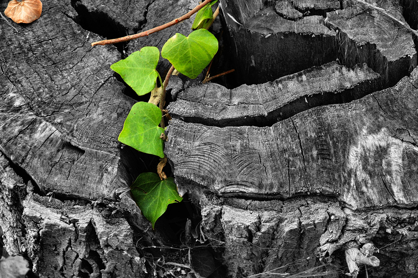 Tod und Leben Foto & Bild | colorkey, bearbeitungs - techniken, efeu