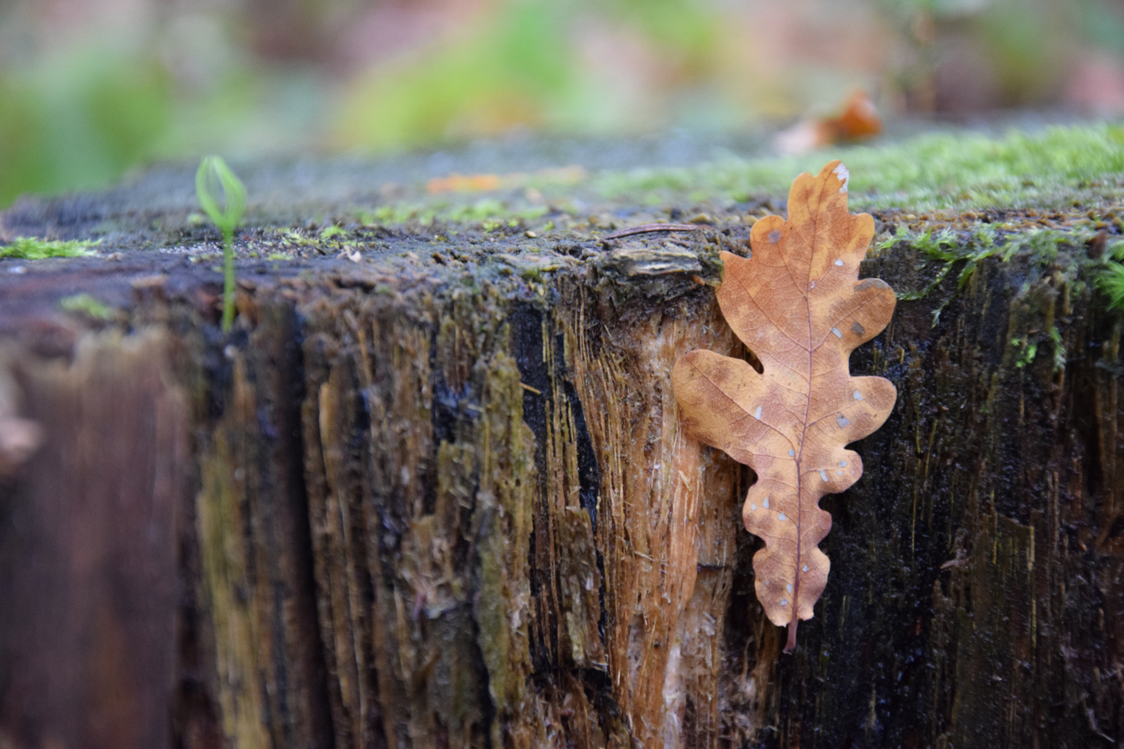 "Tod und Neubeginn"