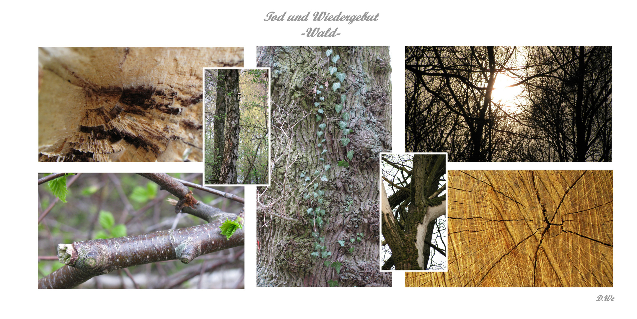 Tod und Wiedergeburt -Wald