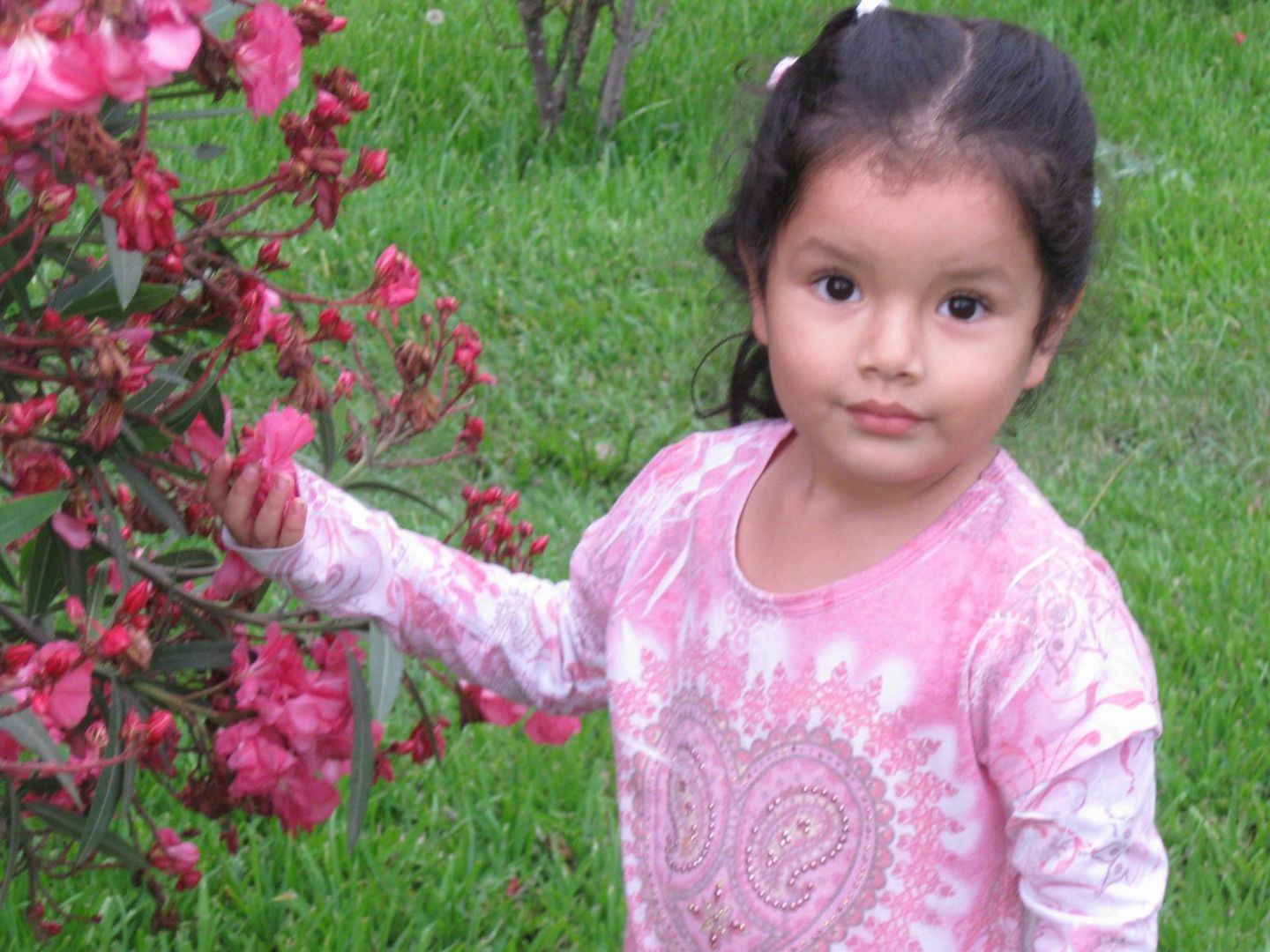 todas pink