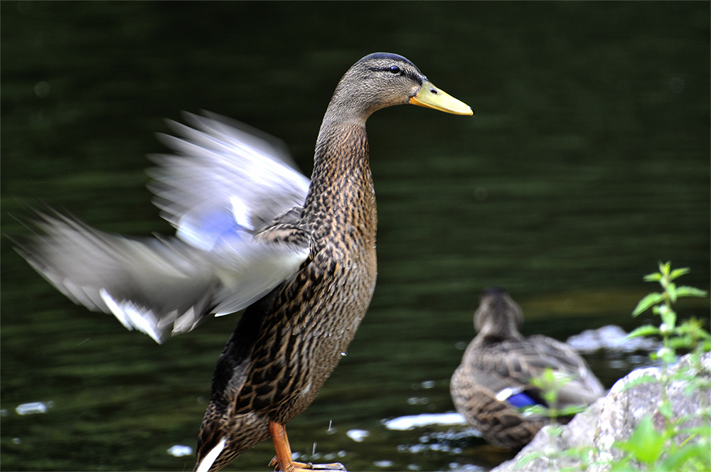 Today am weiher