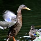 Today am weiher