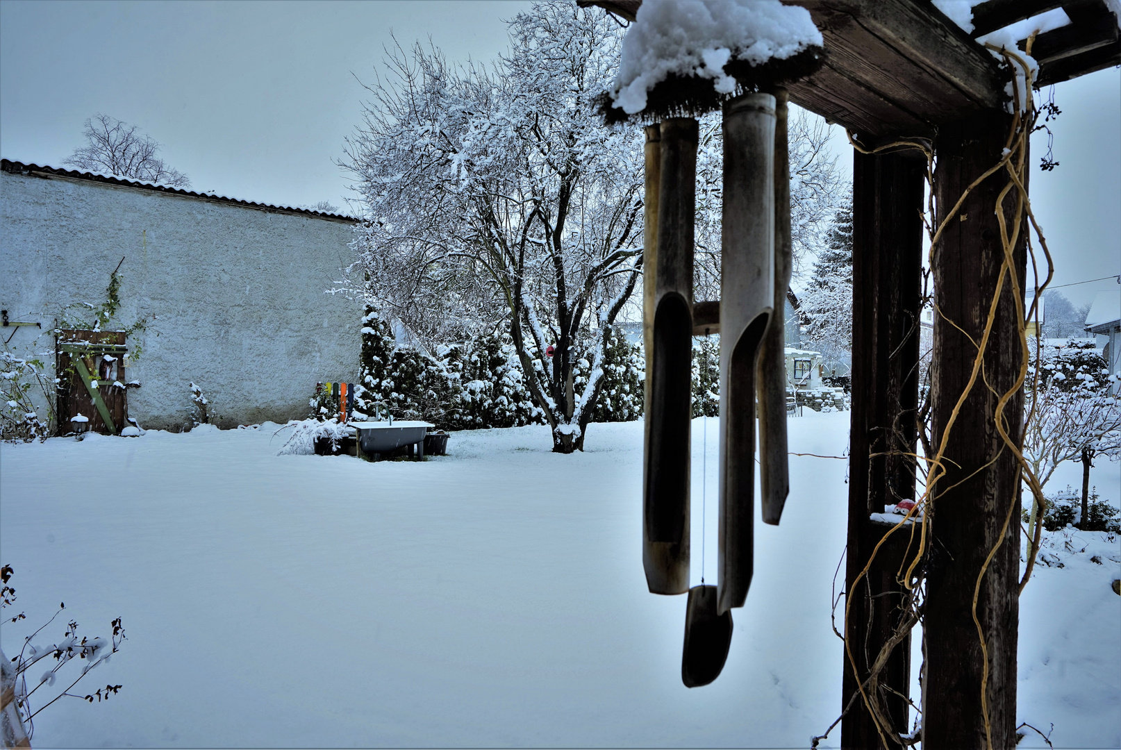 Today's Winter impressions from the Garden