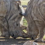 TODERNST-BREITMAULNASHORN KAMPF