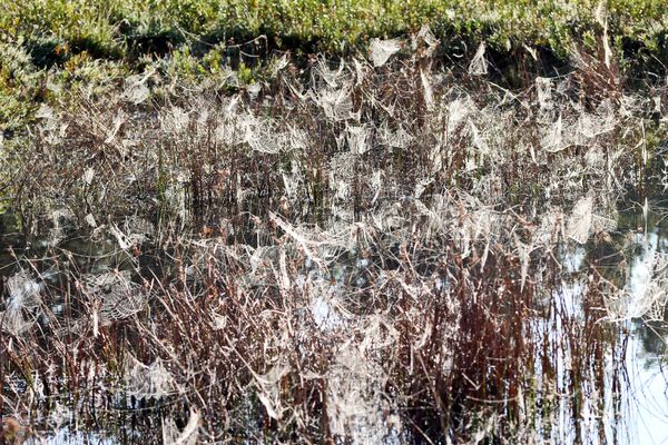 "Todesfallen" überall