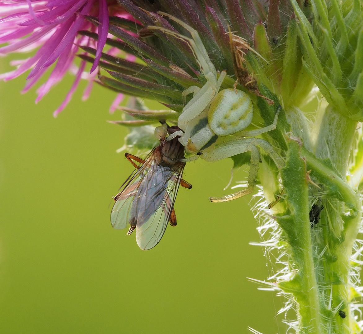 Todeskampf Fliege gegen Krabbenspinne