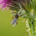 Todeskampf Fliege gegen Krabbenspinne