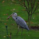 Todeskampf im Garten 1