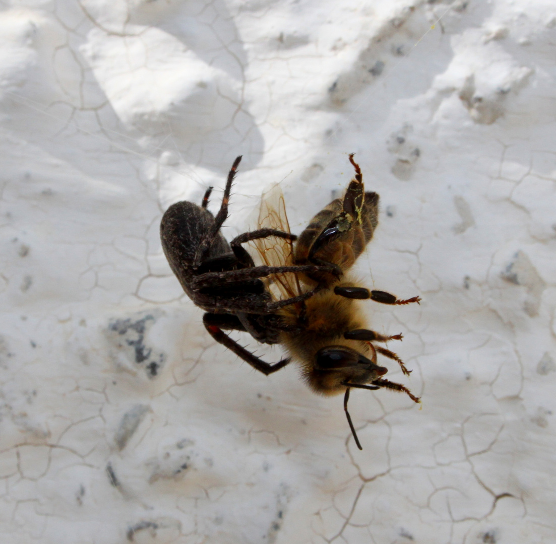 Todeskampf Spinne vs. Bienchen