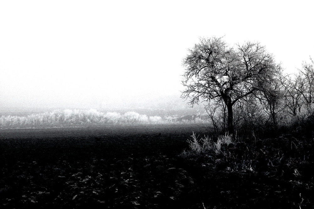 Todessehnsucht Todessehnsucht