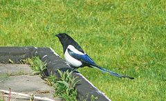 Todesvogel oder Götterbote (1)