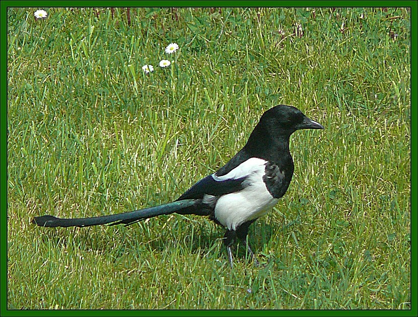 Todesvogel oder Götterbote (2)