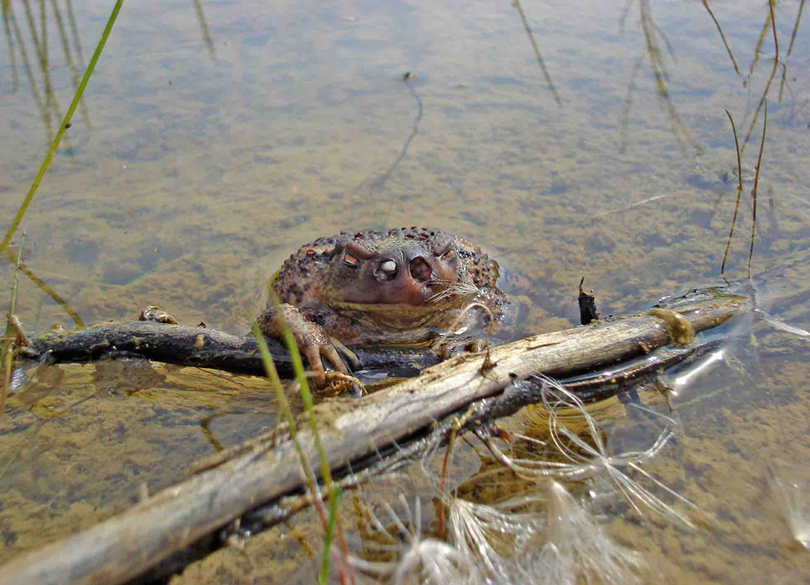 todgeweihte Erdkröte (Bufo bufo)