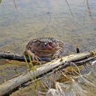 todgeweihte Erdkröte (Bufo bufo)