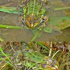 todgeweihter Wasserfrosch (Rana esculenta agg.)