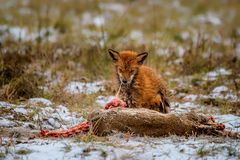 Todkranker Fuchs am Rehkadaver