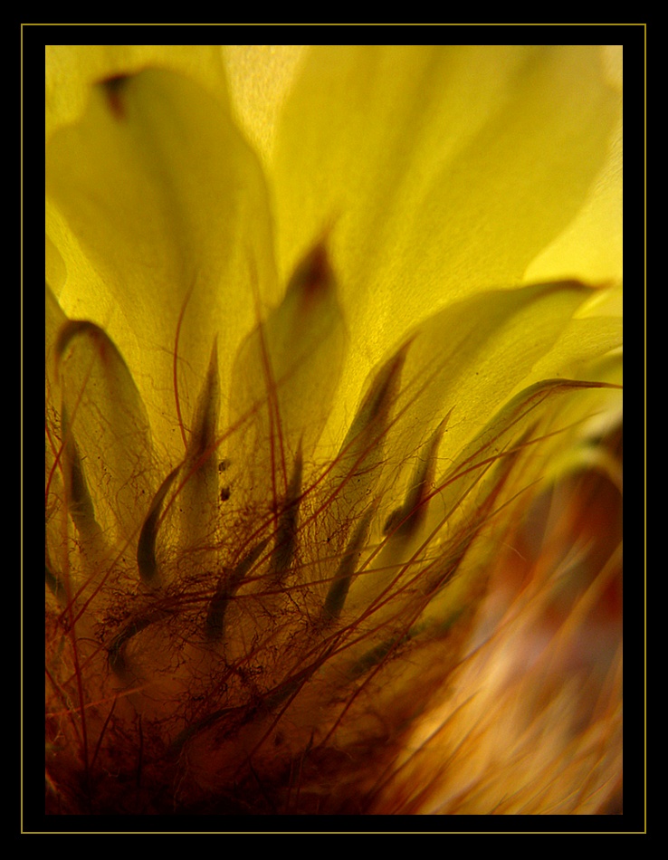 Todos los Fuegos... La Flor de un Cactus