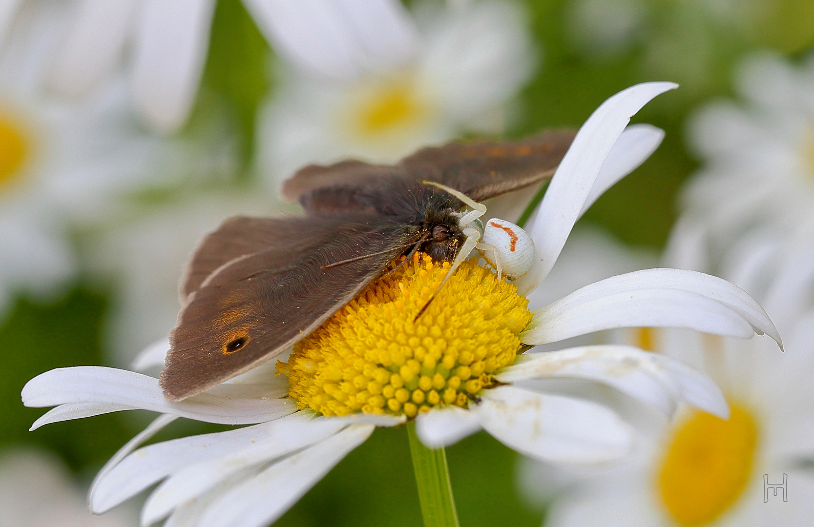 Tödliche Gefahr im Blütenmeer