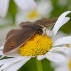 Tödliche Gefahr im Blütenmeer