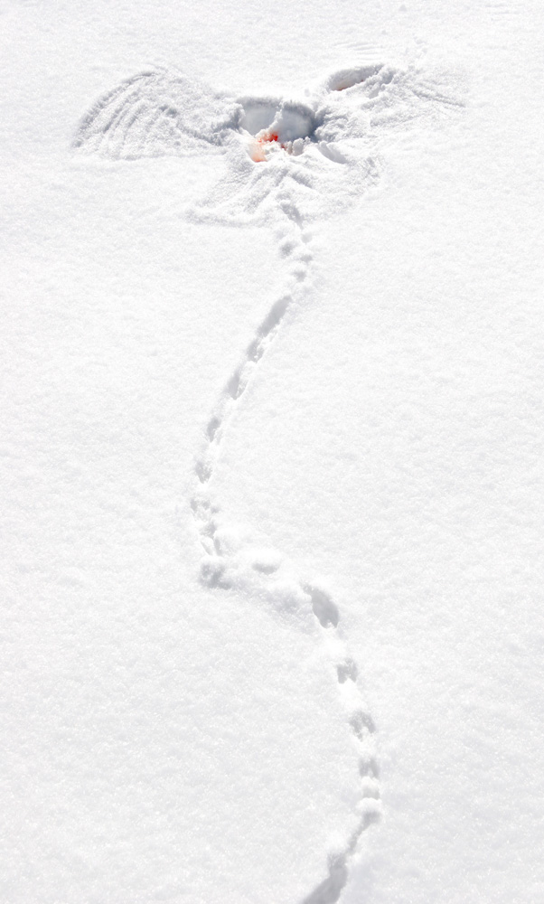 Tödliche Spuren im Schnee