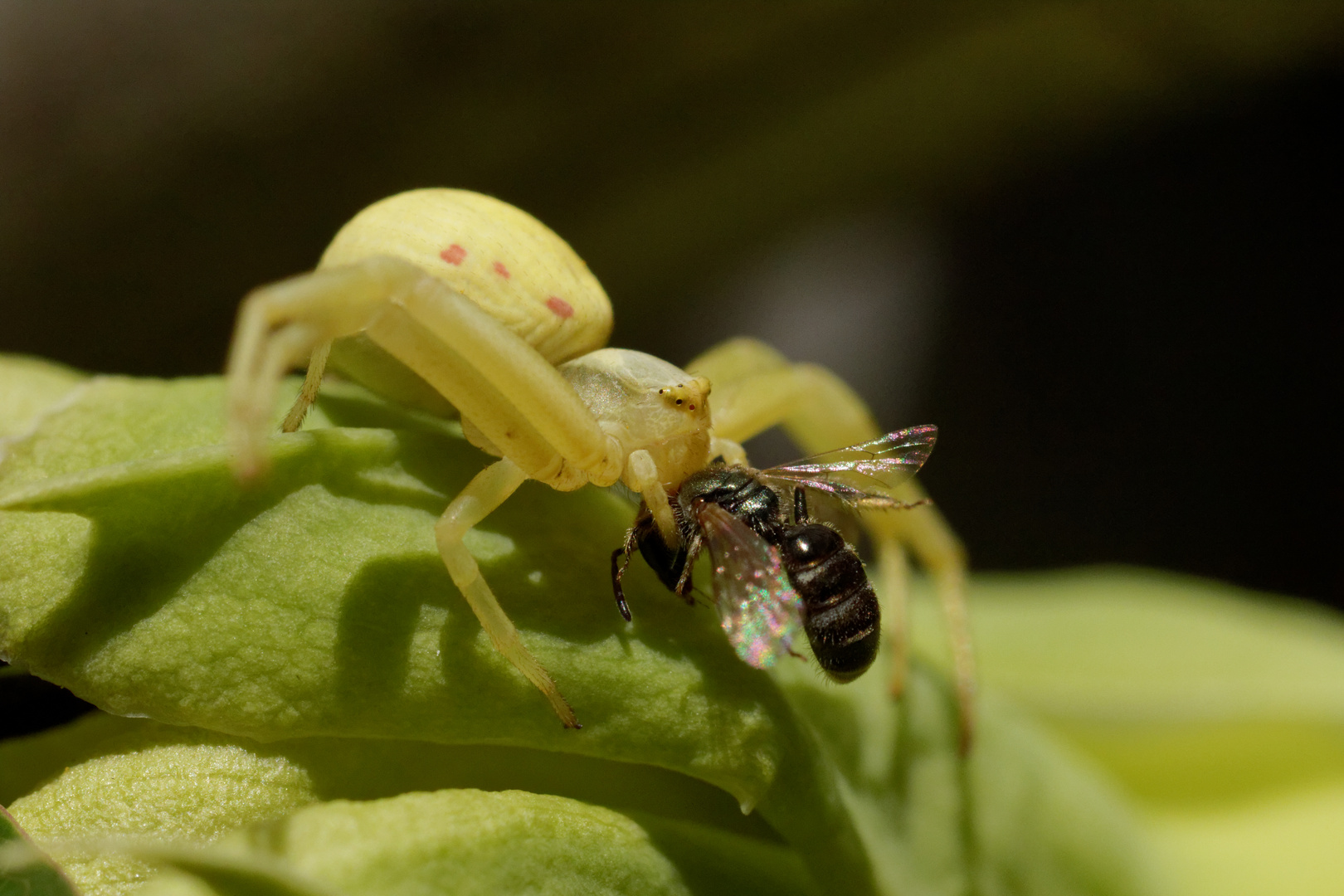 Tödliche Umarmung Foto & Bild tiere, wildlife, spinnen Bilder auf