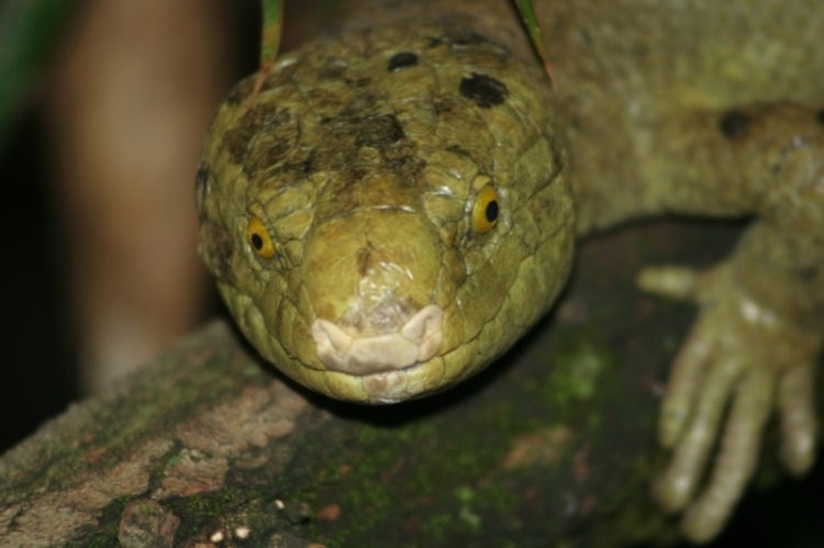 Tödlicher Blick