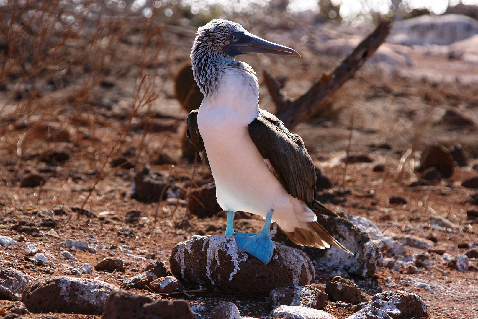 Tölpel Foto & Bild south america, ecuador, galapagos Bilder auf