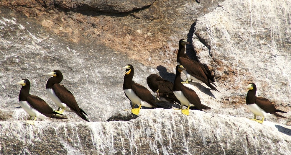 Tölpel auf einem Felsen in der Guanabara-Bucht vor Rio de Janeiro