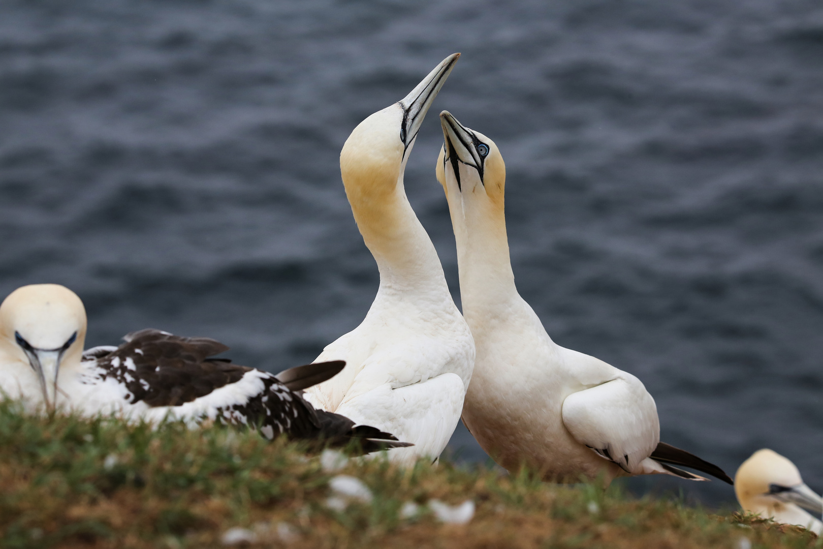 Tölpel auf Helgoland 1