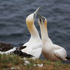 Tölpel auf Helgoland 1