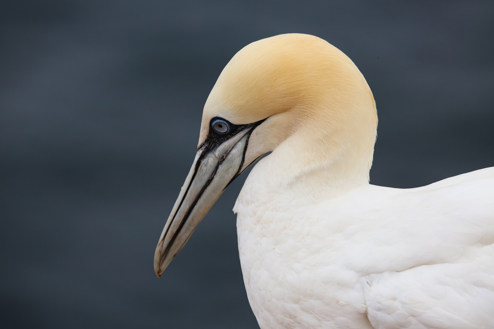 Tölpel auf Helgoland 2