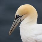 Tölpel auf Helgoland 2