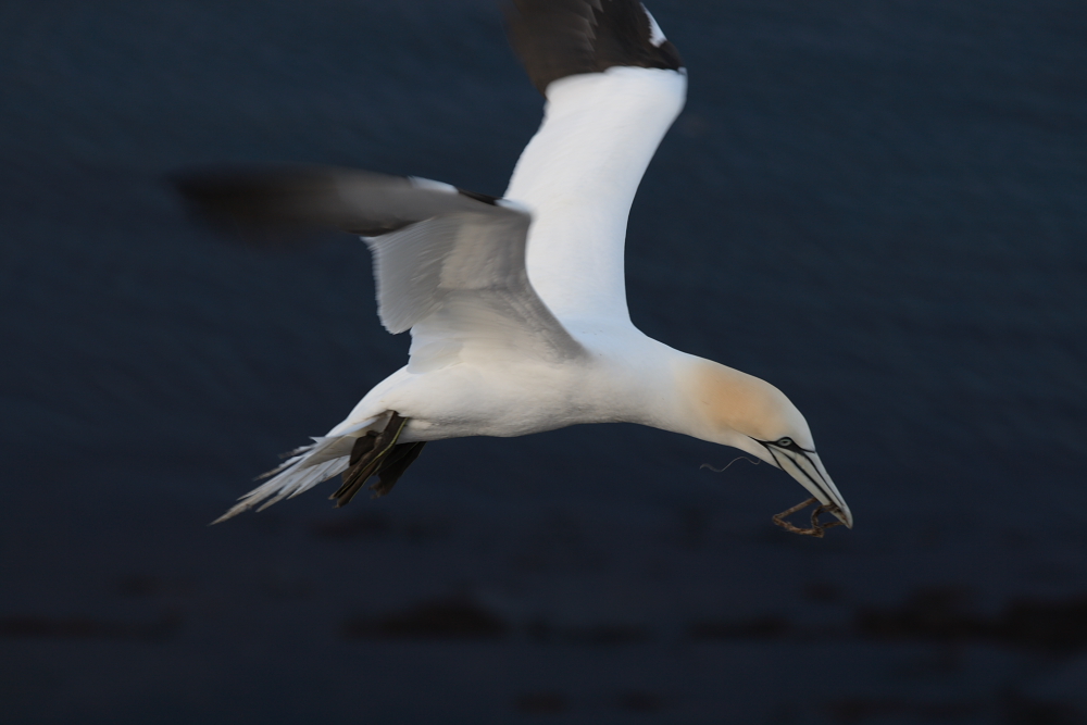 Tölpel auf Helgoland