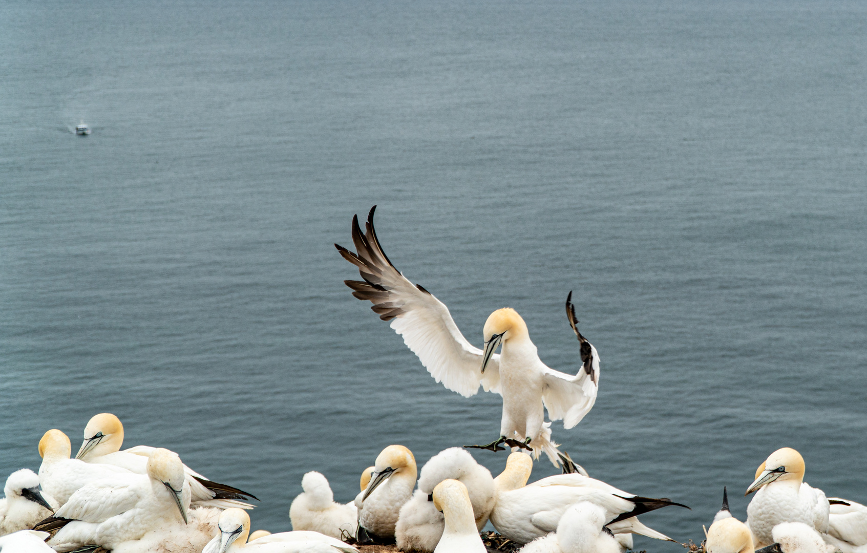 Tölpel auf Helgoland 