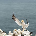 Tölpel auf Helgoland 