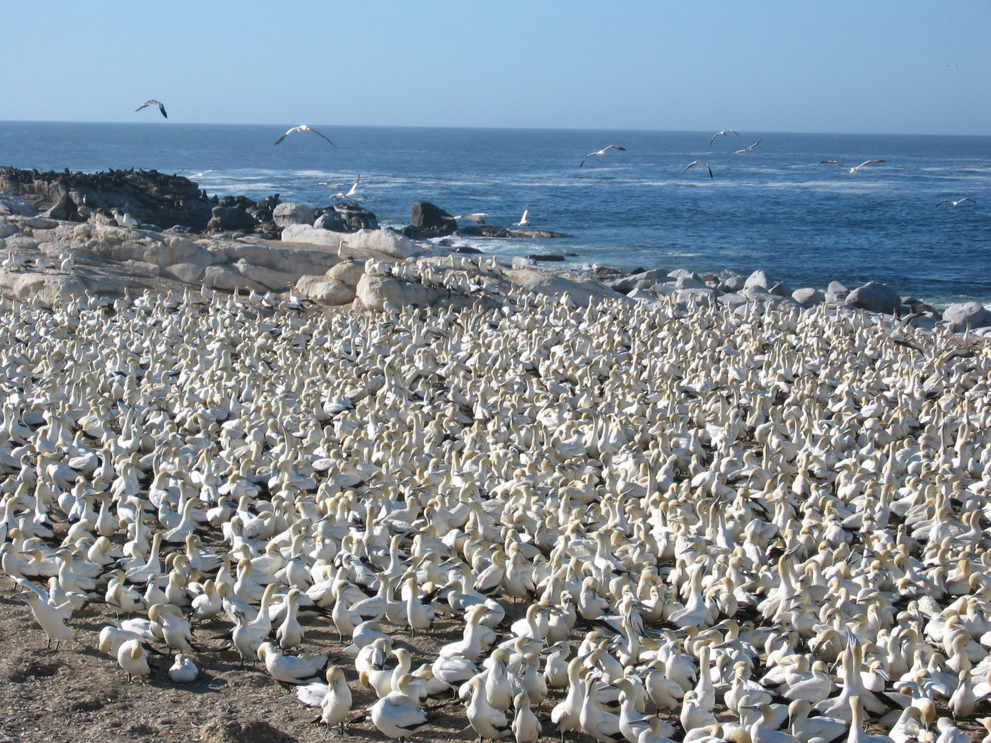 Tölpel bei Lamberts Bay