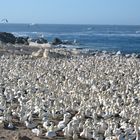 Tölpel bei Lamberts Bay