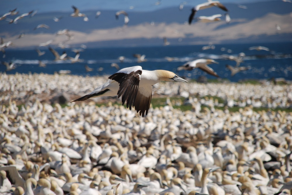 Tölpel Bird Island PE