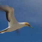 Tölpel - Cape Kidnappers - Neuseeland