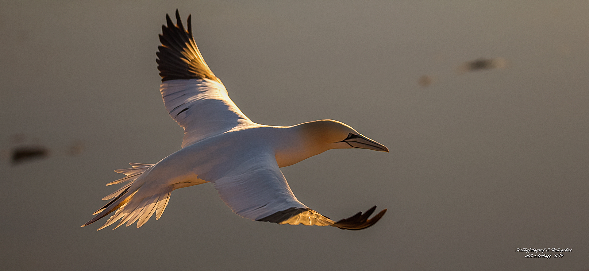 Tölpel im Flug durch das Abendlicht...