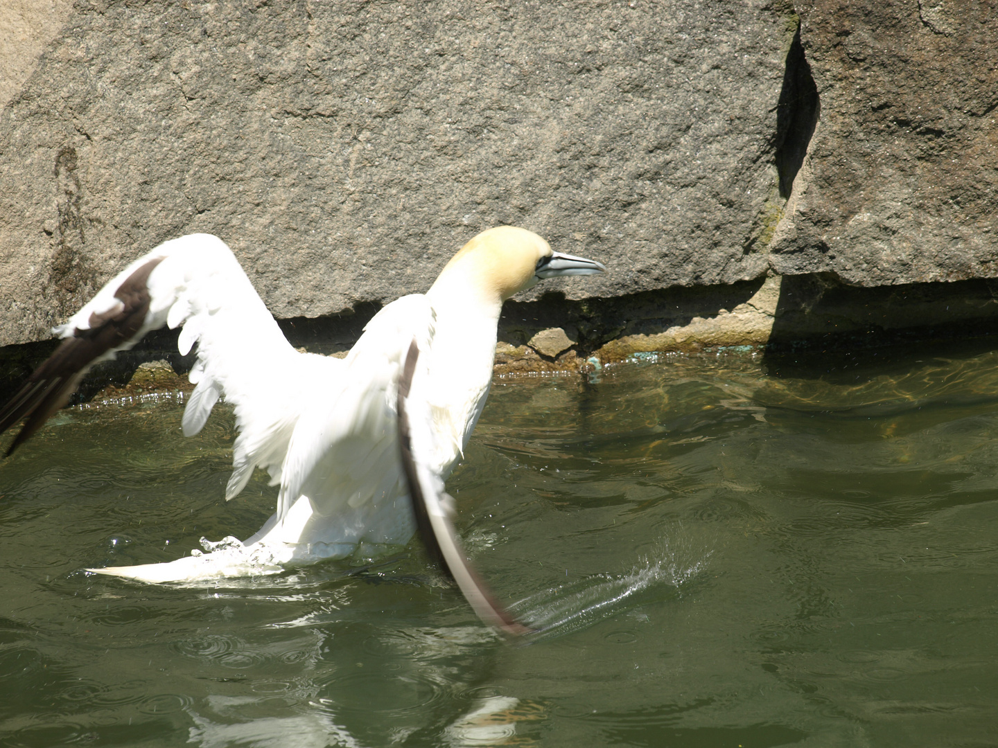 Tölpel im Wasser