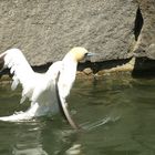 Tölpel im Wasser