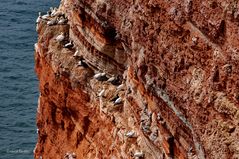 Tölpel in den roten Felsen von Helgoland