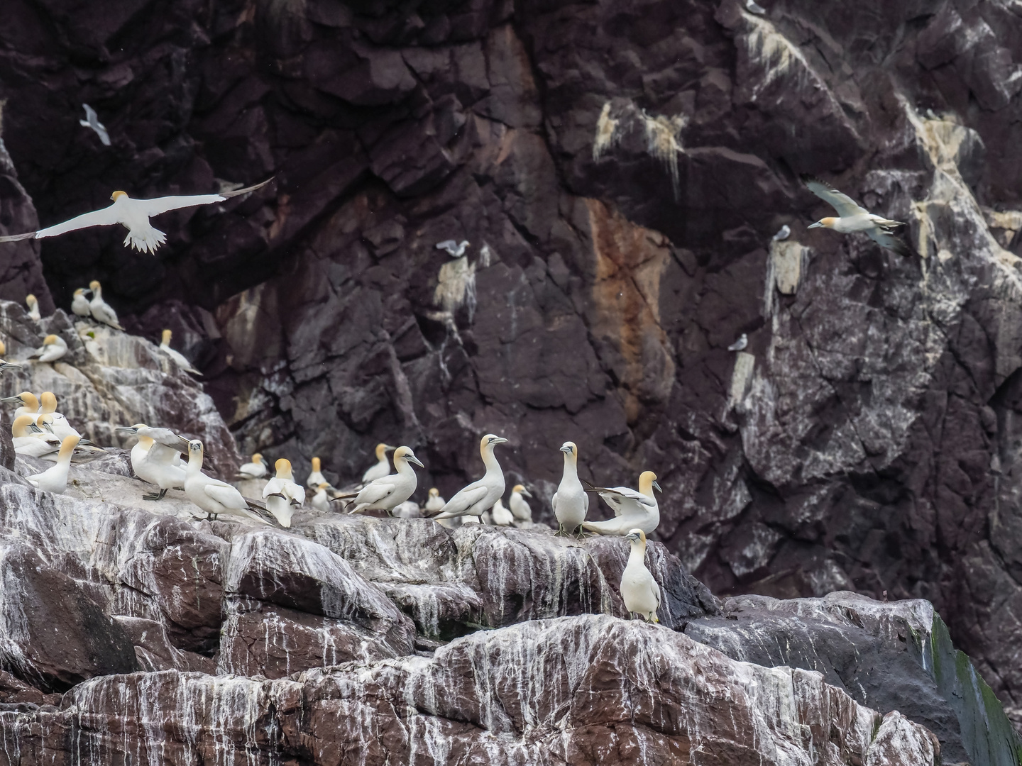 Tölpel in der Feslwand von Bass Rock